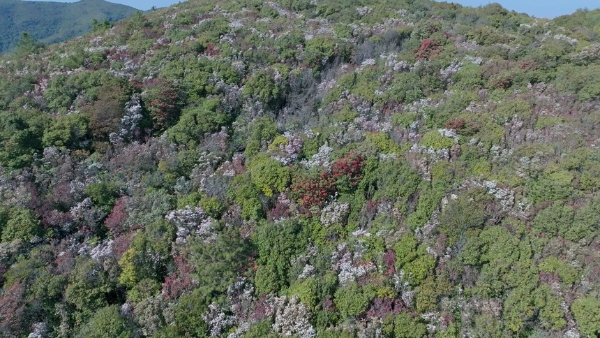 华山景区儿童票 华山景区儿童票价格