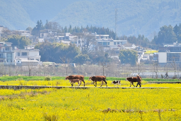 ?h里城遗址景点 羑里城遗址